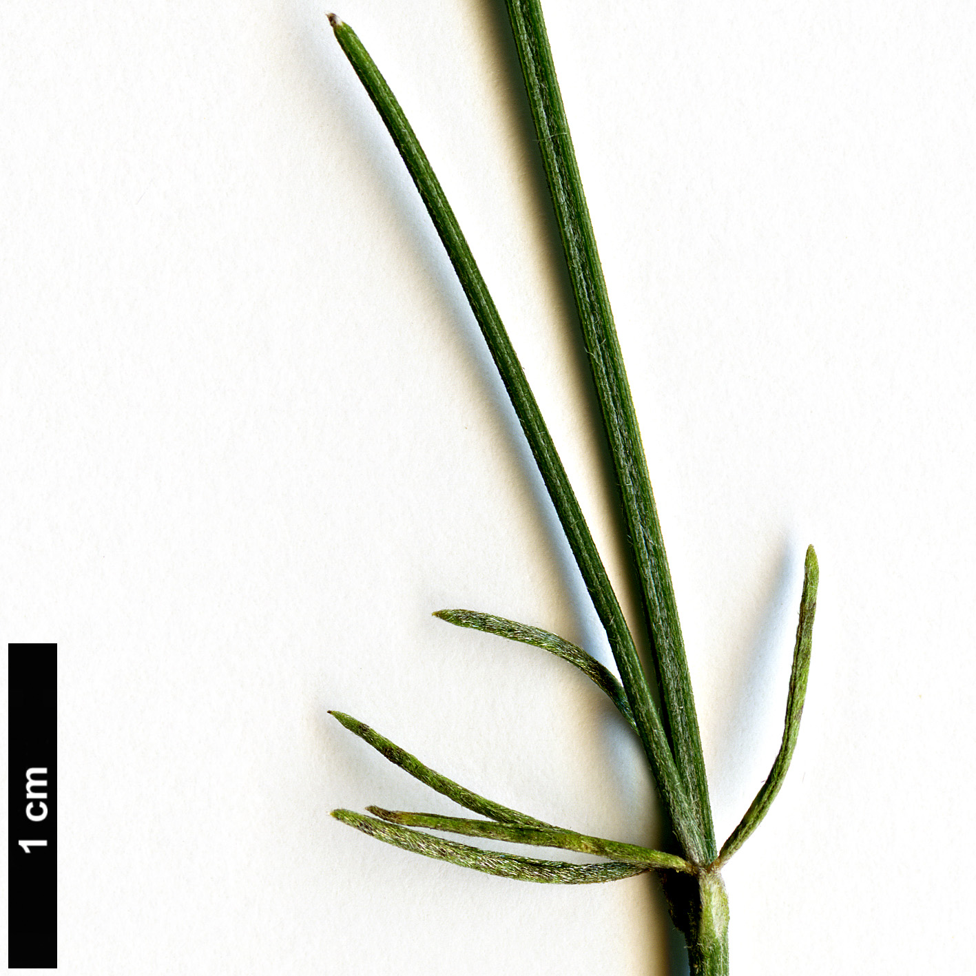 High resolution image: Family: Fabaceae - Genus: Genista - Taxon: radiata